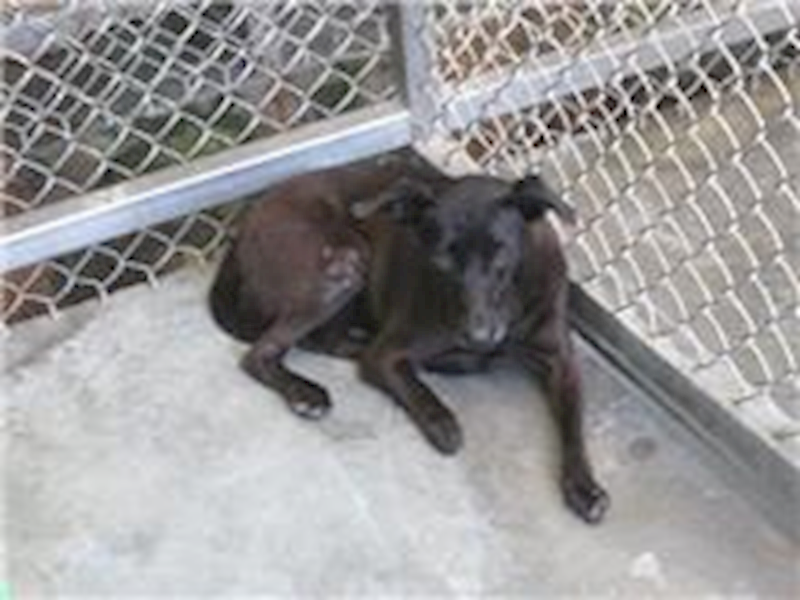 臺東縣動物收容中心,編號:110611, 混種犬          