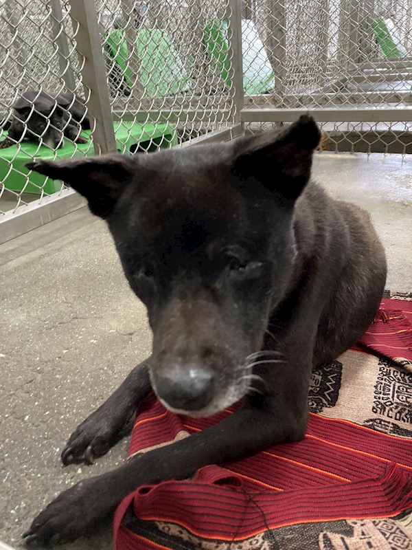 臺東縣動物收容中心,編號:236768, 混種犬          