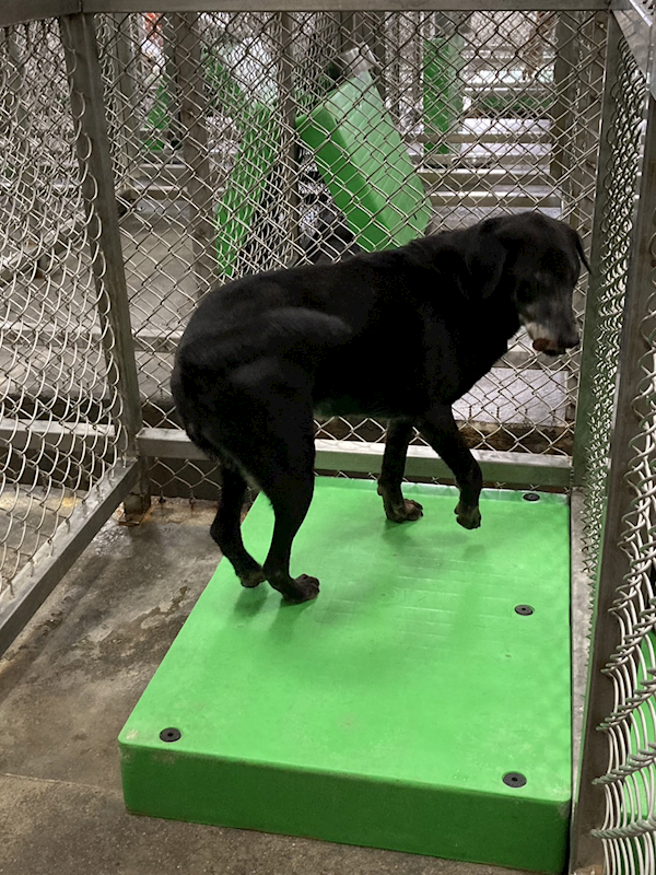 臺東縣動物收容中心,編號:219429, 混種犬          