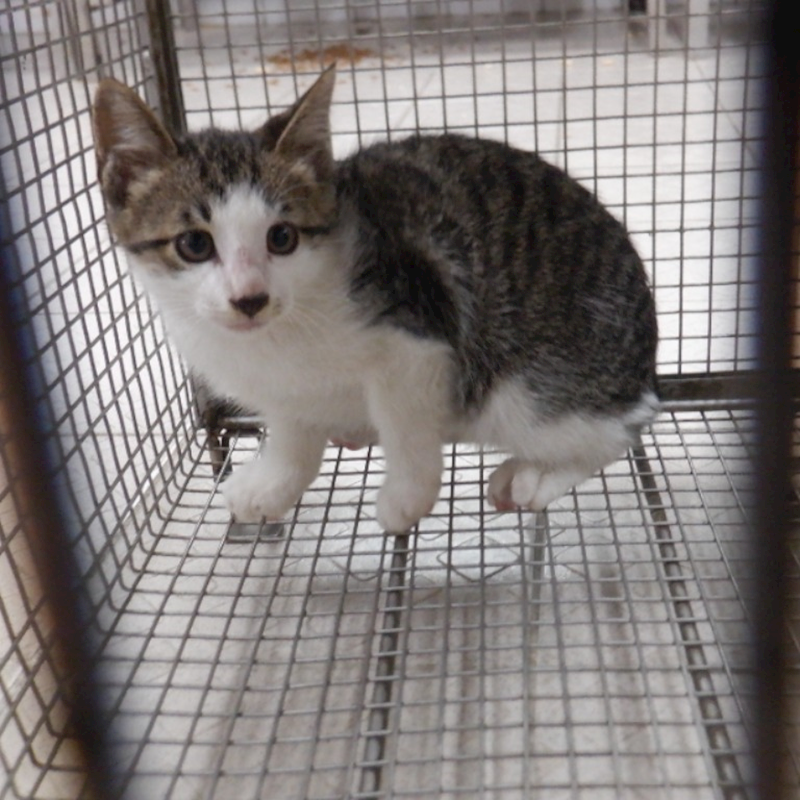 南投縣公立動物收容所,編號:428737, 混種貓                 