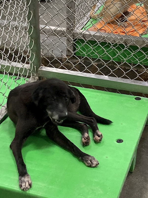 臺東縣動物收容中心,編號:259805, 混種犬          