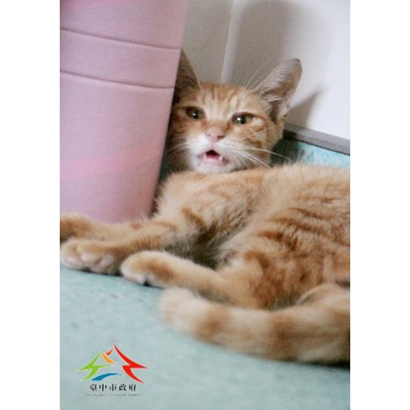 臺中市動物之家后里園區,編號:425333, 混種貓                 
