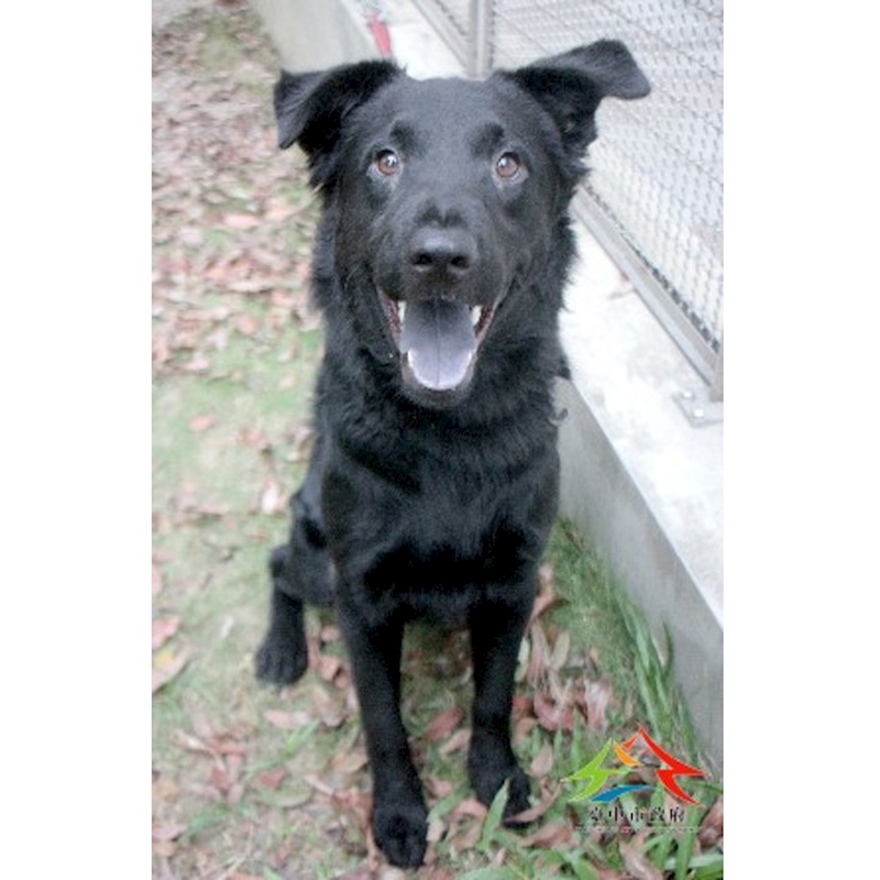 臺中市動物之家后里園區,編號:427054, 混種犬          