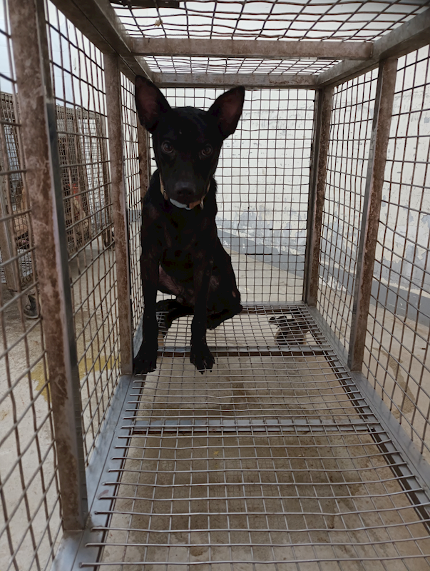 嘉義縣動物保護教育園區,編號:429484, 混種犬          