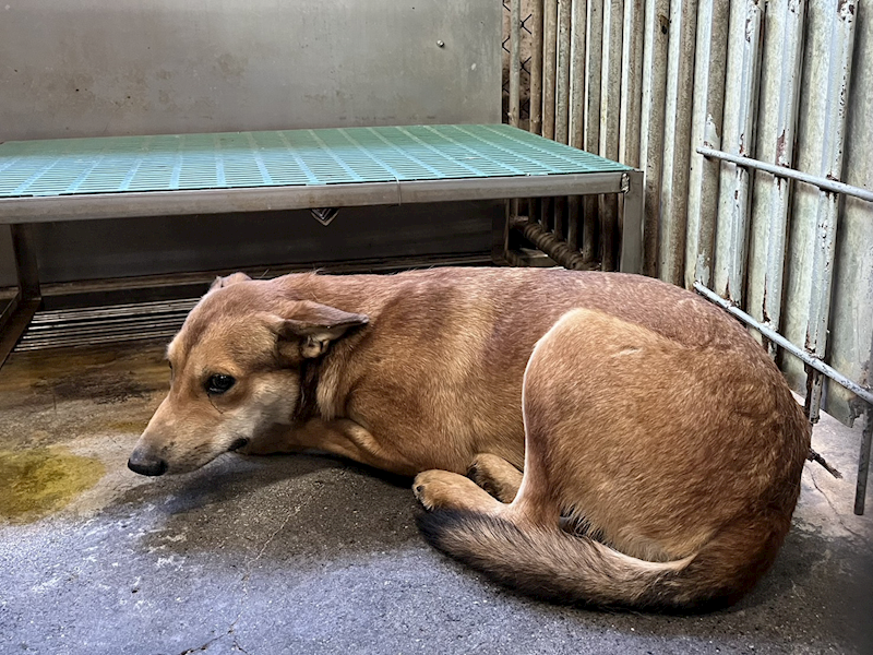 彰化縣流浪狗中途之家,編號:429475, 混種犬          
