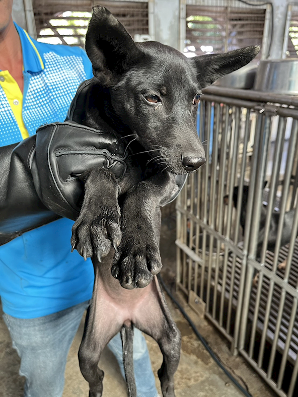 彰化縣流浪狗中途之家,編號:429462, 混種犬          