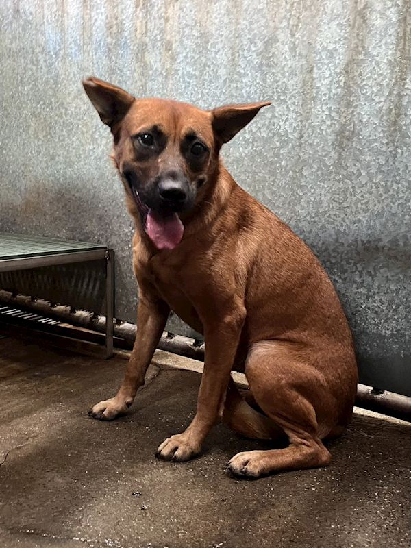 彰化縣流浪狗中途之家,編號:429461, 混種犬          