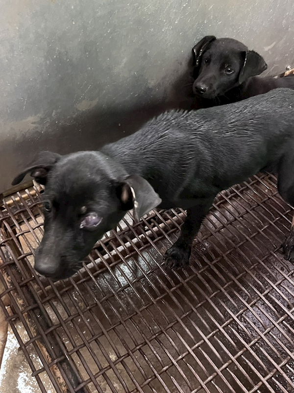 彰化縣流浪狗中途之家,編號:429323, 混種犬          