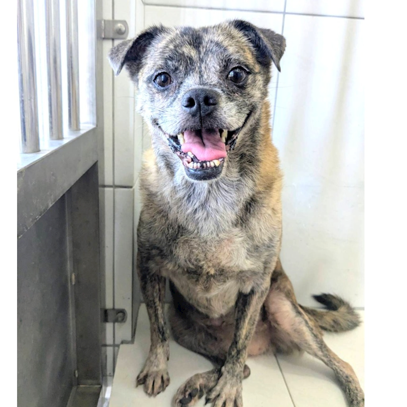 新竹縣動物保護教育園區,編號:420976, 混種犬          