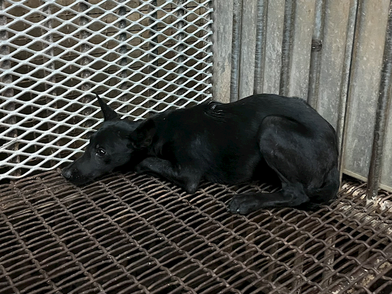 彰化縣流浪狗中途之家,編號:429603, 混種犬          