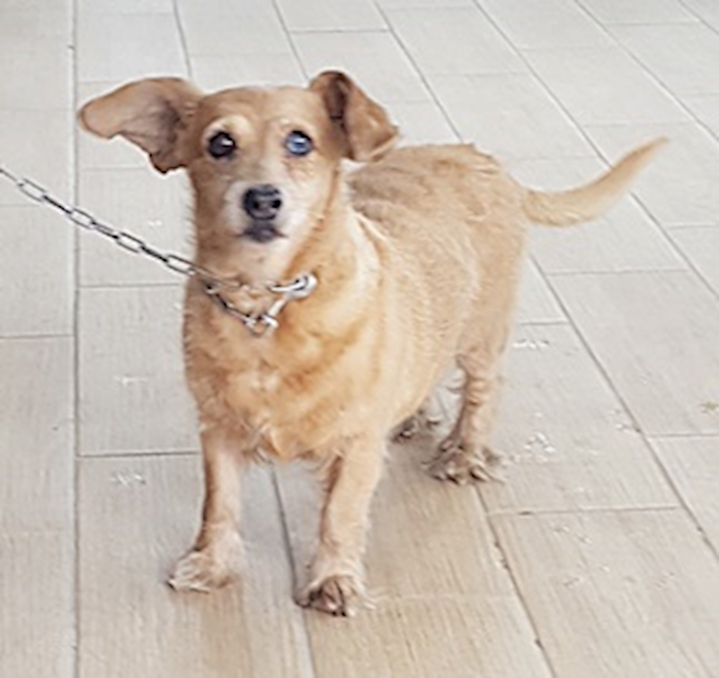 臺中市動物之家南屯園區,編號:425864, 混種犬          