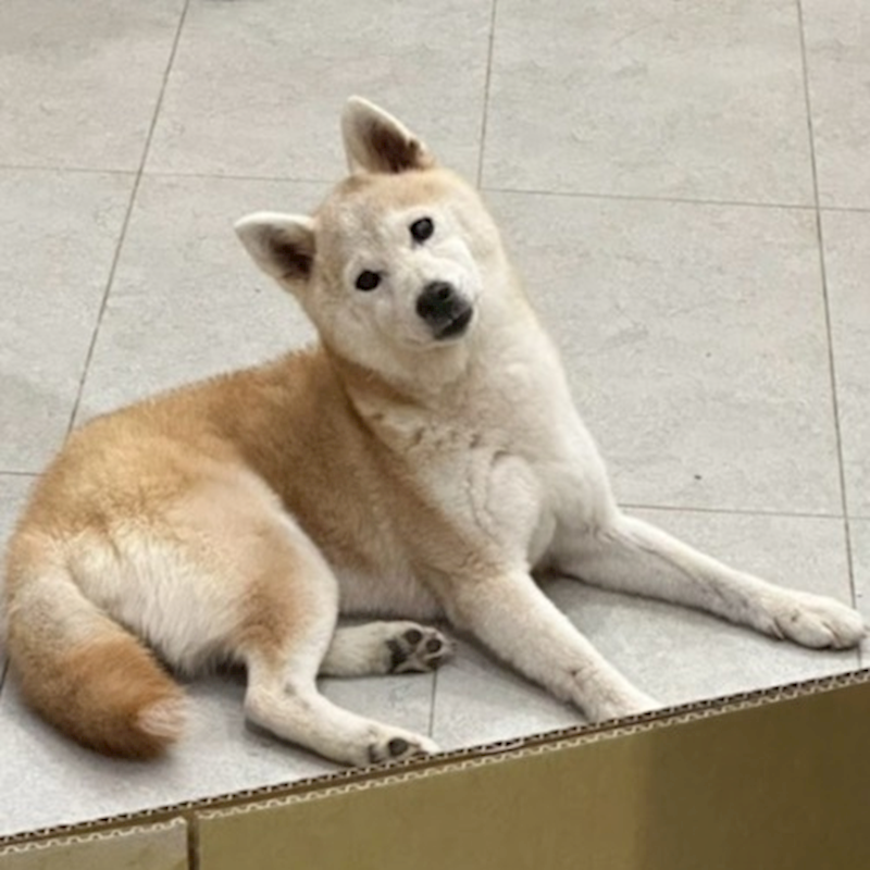 基隆市寵物銀行,編號:412502, 柴犬                  