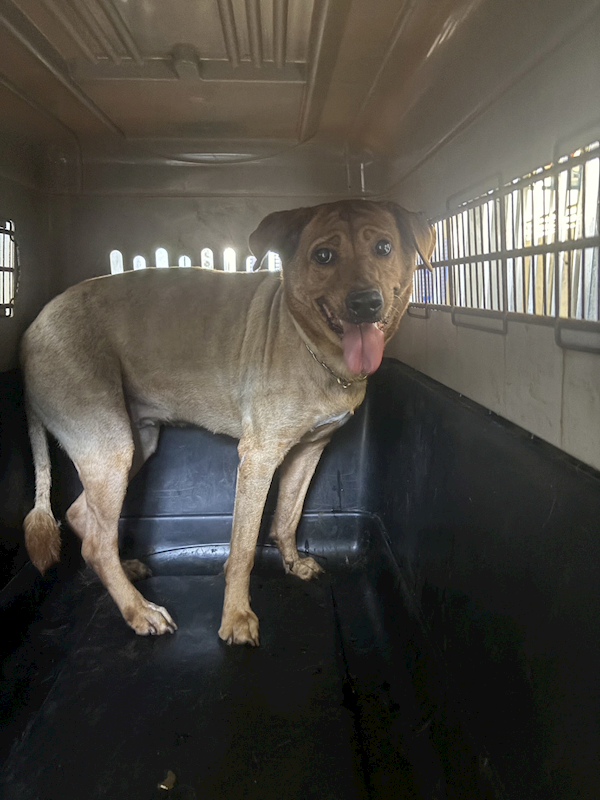 基隆市寵物銀行,編號:423686, 混種犬          