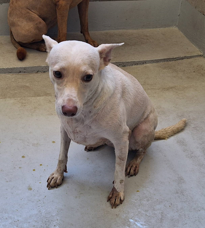 基隆市寵物銀行,編號:423893, 混種犬          