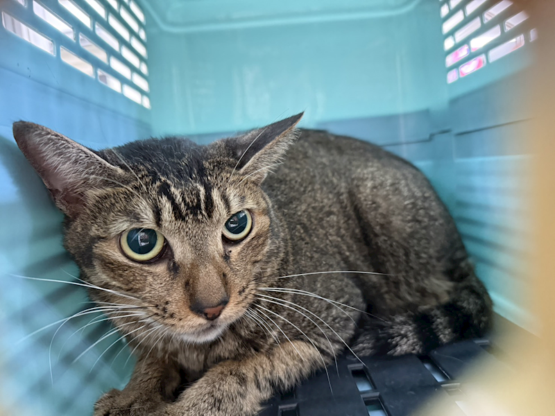 臺北市動物之家,編號:424288, 混種貓                 