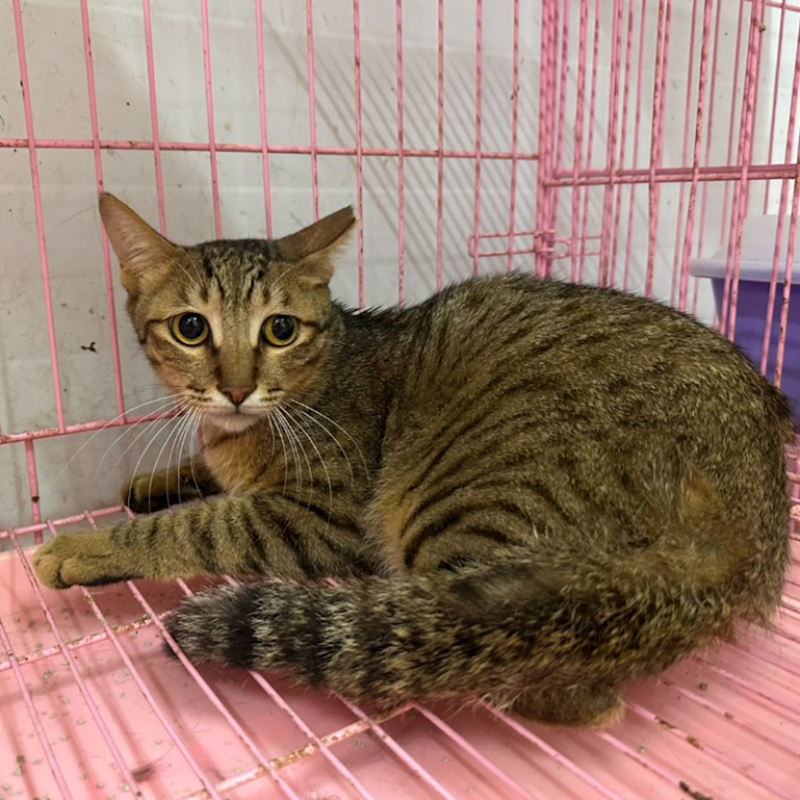 臺北市動物之家,編號:412073, 混種貓                 