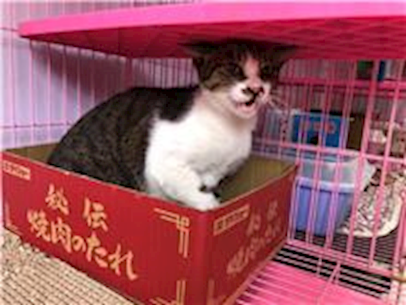 臺北市動物之家,編號:284216, 混種貓                 