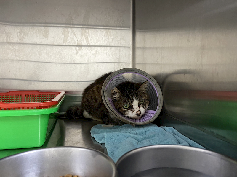 臺北市動物之家,編號:385851, 混種貓                 