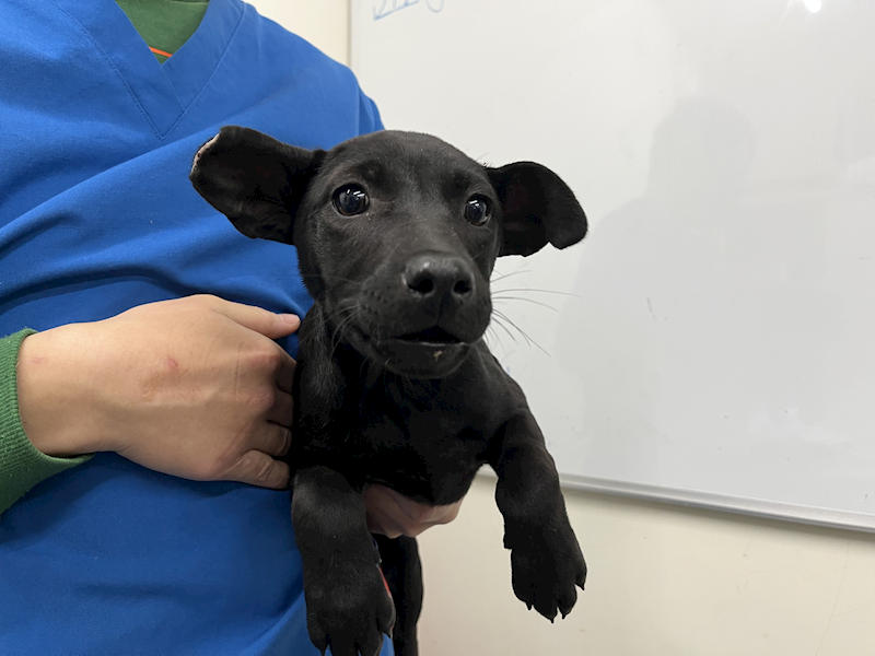 臺北市動物之家,編號:347621, 混種犬          