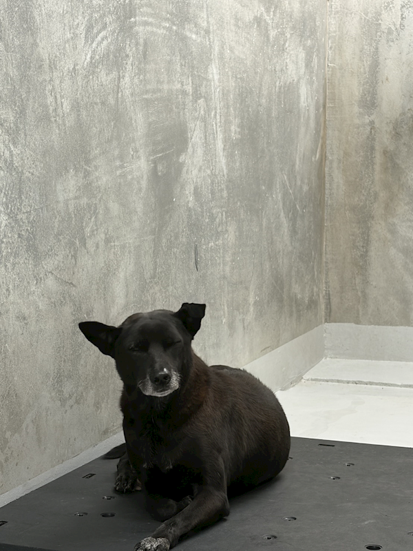 基隆市寵物銀行,編號:429702, 混種犬          