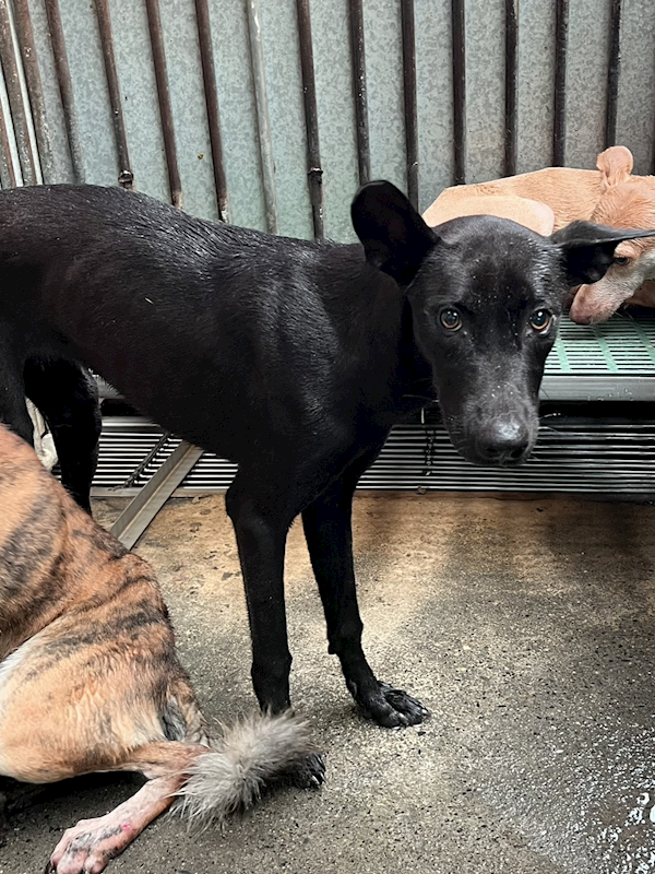彰化縣流浪狗中途之家,編號:429669, 混種犬          