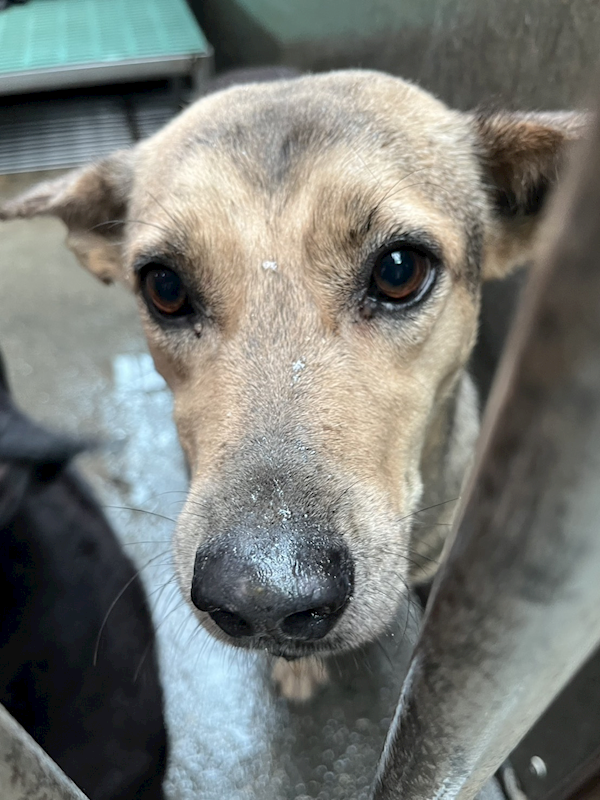 彰化縣流浪狗中途之家,編號:429668, 混種犬          