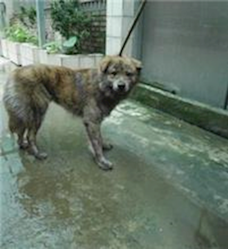 新北市板橋區公立動物之家,編號:35417, 混種犬          