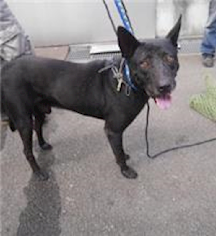 新北市板橋區公立動物之家,編號:35404, 混種犬          