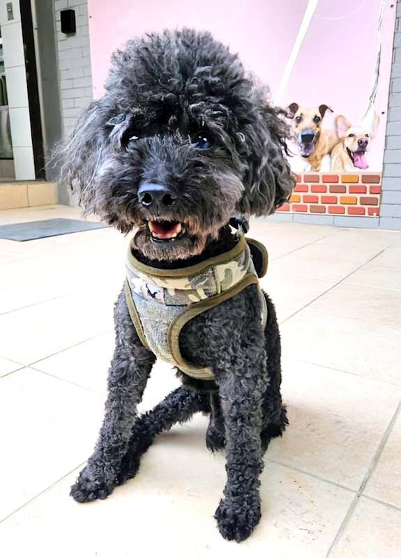 新竹縣動物保護教育園區,編號:427559, 貴賓犬        