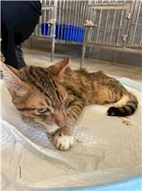 新竹市動物保護教育園區,編號:272095, 混種貓                 