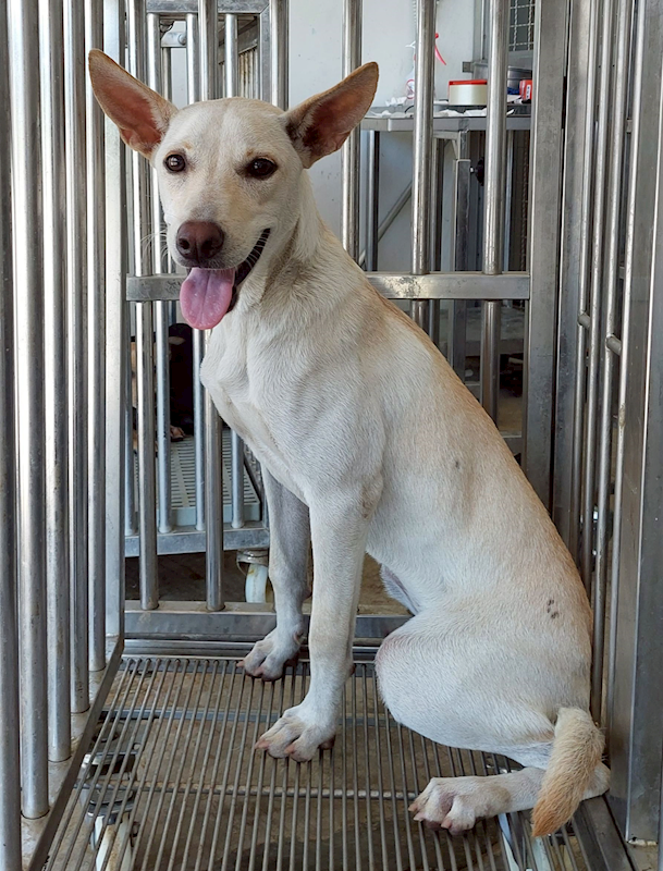 花蓮縣狗貓躍動園區,編號:424478, 混種犬          