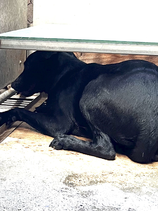 彰化縣流浪狗中途之家,編號:429762, 混種犬          