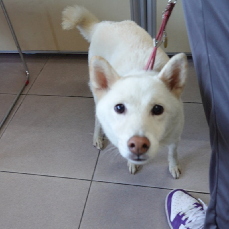 臺南市動物之家灣裡站,編號:429601, 柴犬                  