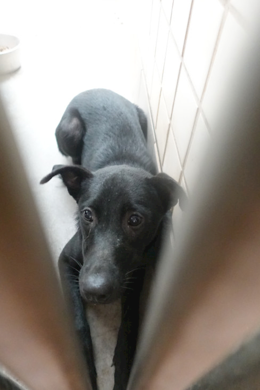 宜蘭縣流浪動物中途之家,編號:429632, 混種犬          