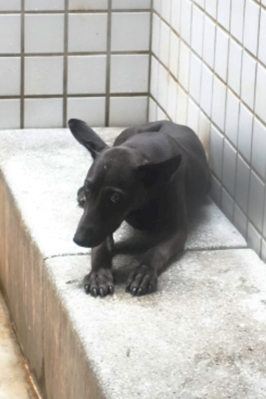 宜蘭縣流浪動物中途之家,編號:429574, 混種犬          