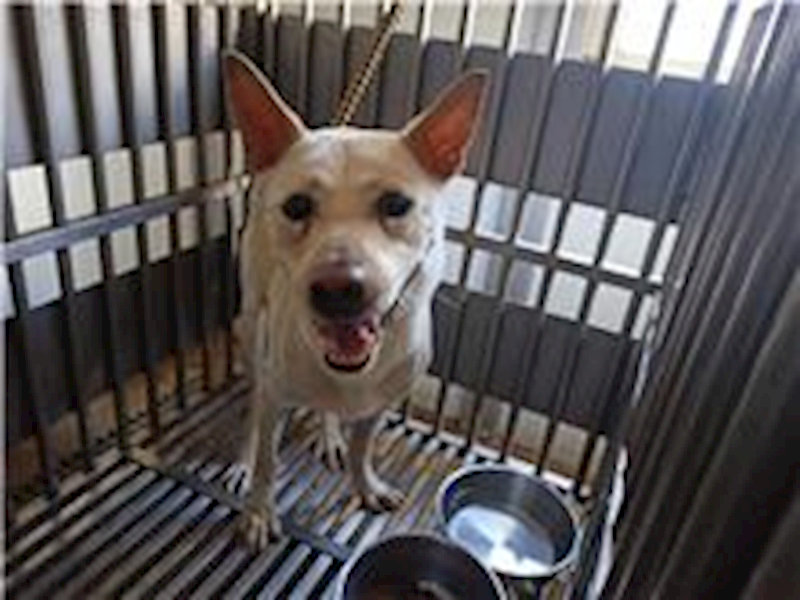 新北市板橋區公立動物之家,編號:220004, 混種犬          