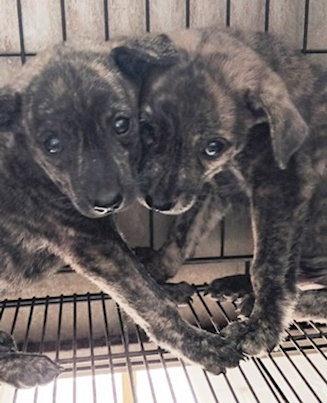 臺中市動物之家南屯園區,編號:423757, 混種犬          