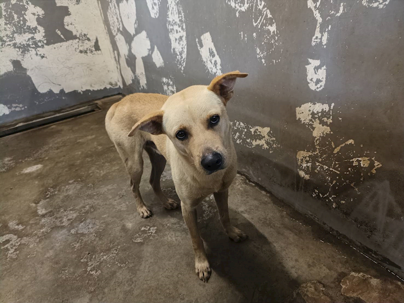 新竹市動物保護教育園區,編號:429810, 混種犬          