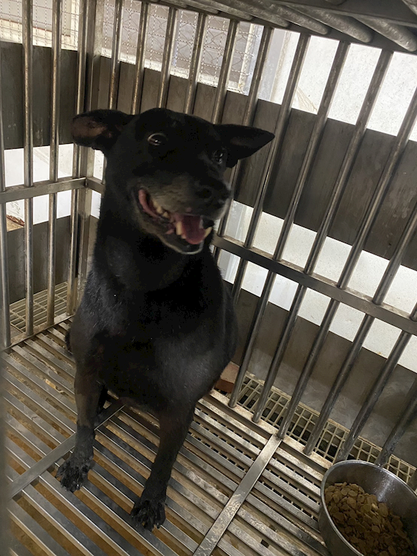 新北市板橋區公立動物之家,編號:310267, 混種犬          