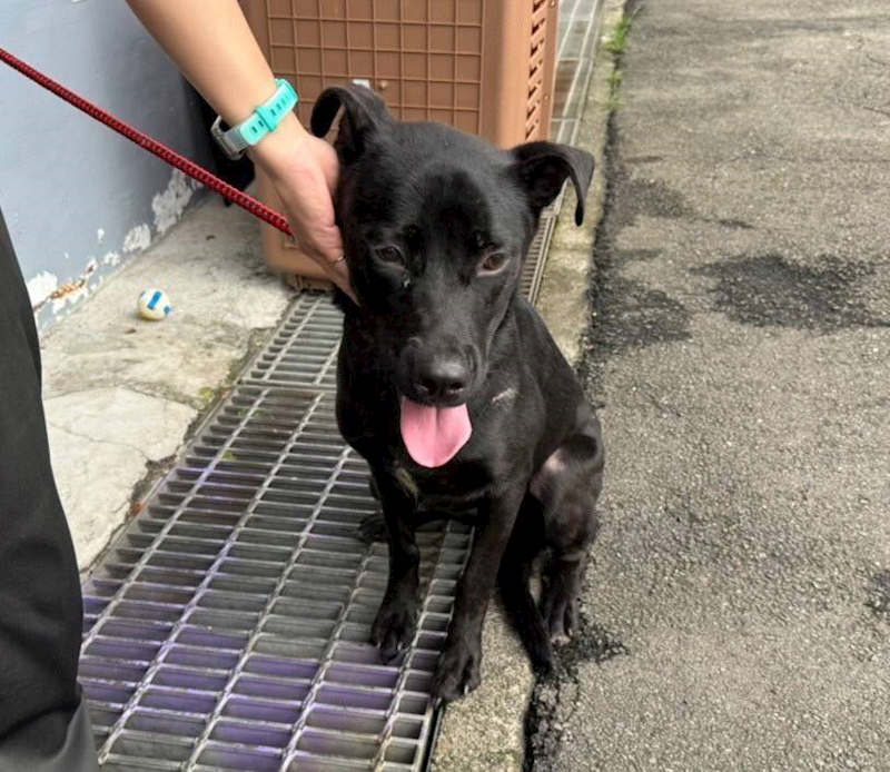 新北市板橋區公立動物之家,編號:416035, 混種犬          