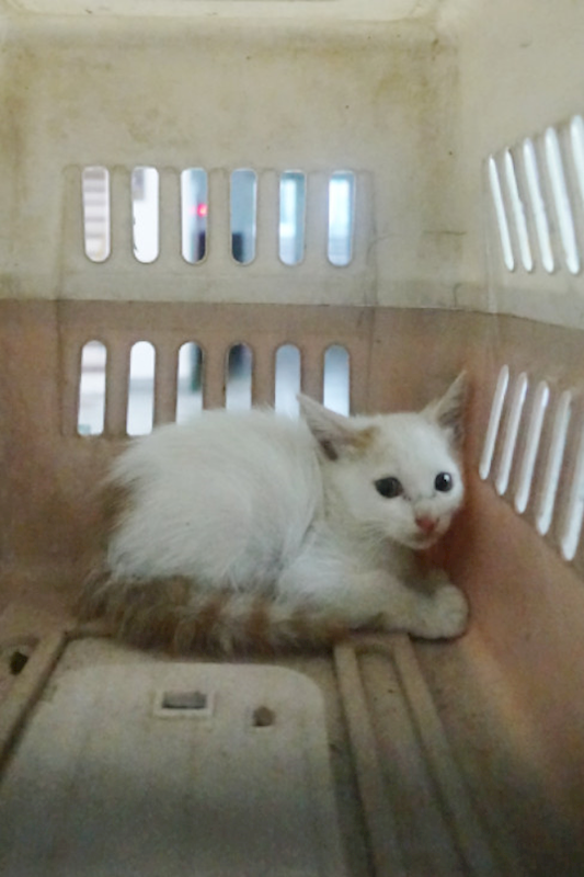 宜蘭縣流浪動物中途之家,編號:429946, 混種貓                 