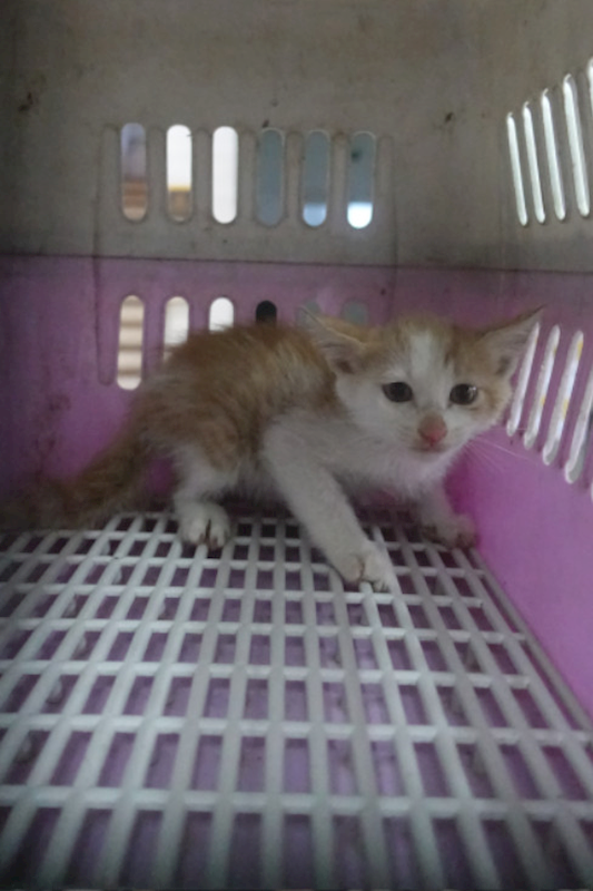 宜蘭縣流浪動物中途之家,編號:429945, 混種貓                 