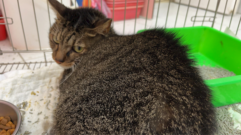 新北市八里區公立動物之家,編號:429906, 混種貓                 