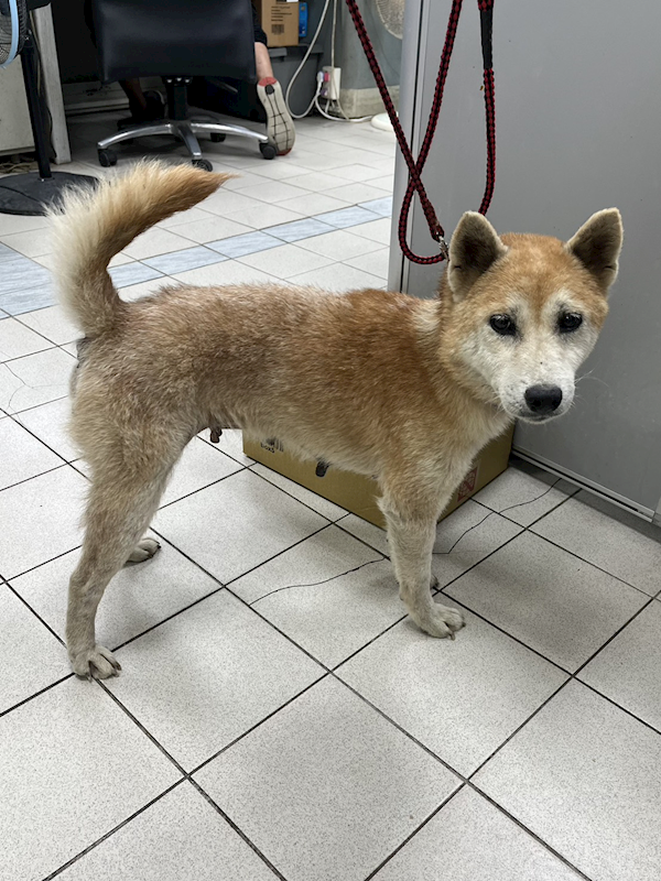 彰化縣流浪狗中途之家,編號:427150, 柴犬                  