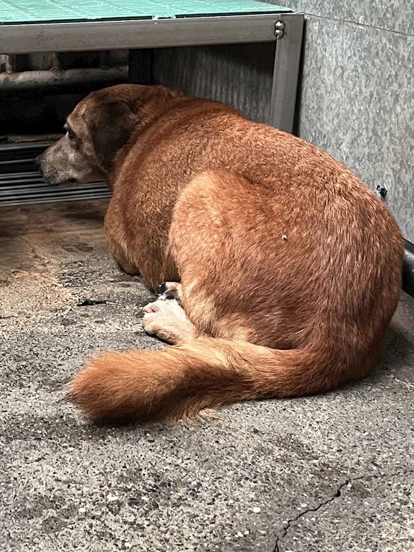 彰化縣流浪狗中途之家,編號:427341, 混種犬          