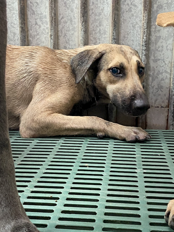 彰化縣流浪狗中途之家,編號:427660, 混種犬          