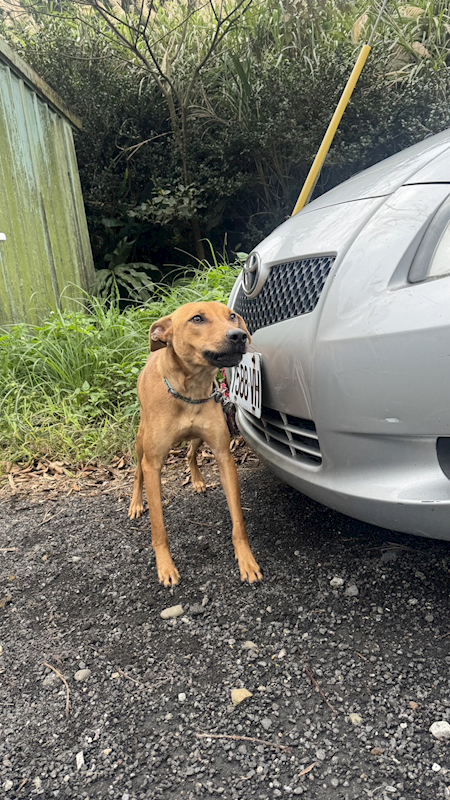 新北市新店區公立動物之家,編號:341555, 混種犬          