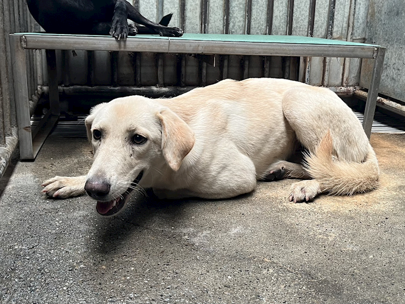 彰化縣流浪狗中途之家,編號:426872, 混種犬          