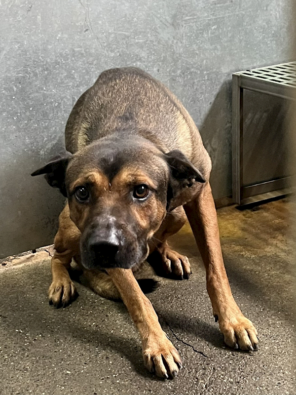 彰化縣流浪狗中途之家,編號:427286, 混種犬          