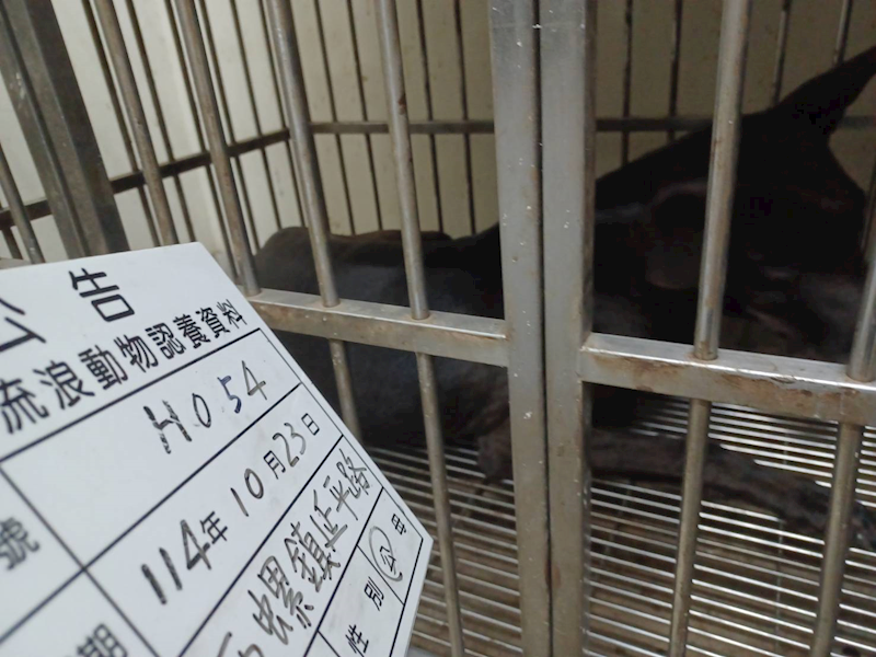 雲林縣流浪動物收容所,編號:429308, 混種犬          